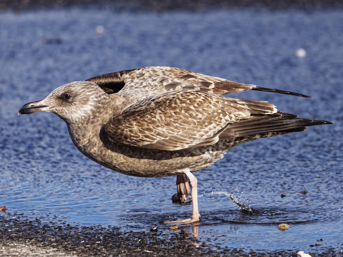 American Herring Gull - ML646527146