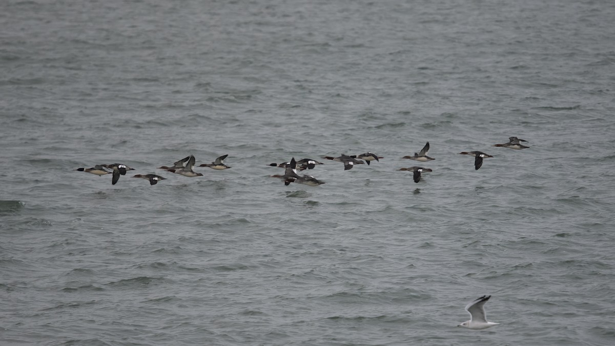Red-breasted Merganser - ML646527148