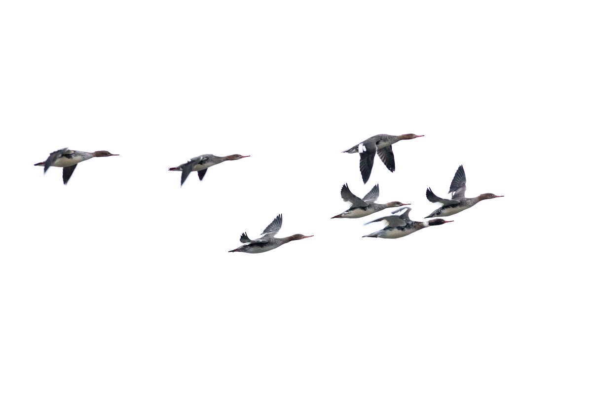 Red-breasted Merganser - ML646527149