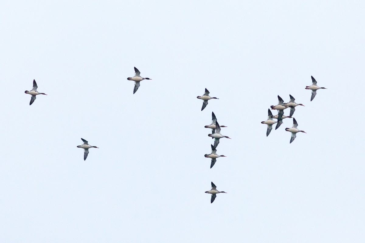 Red-breasted Merganser - ML646527150