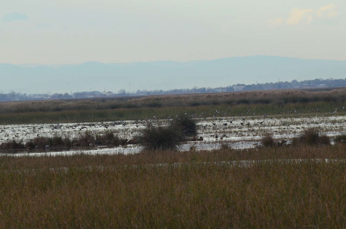 ハシビロガモ - ML646527151