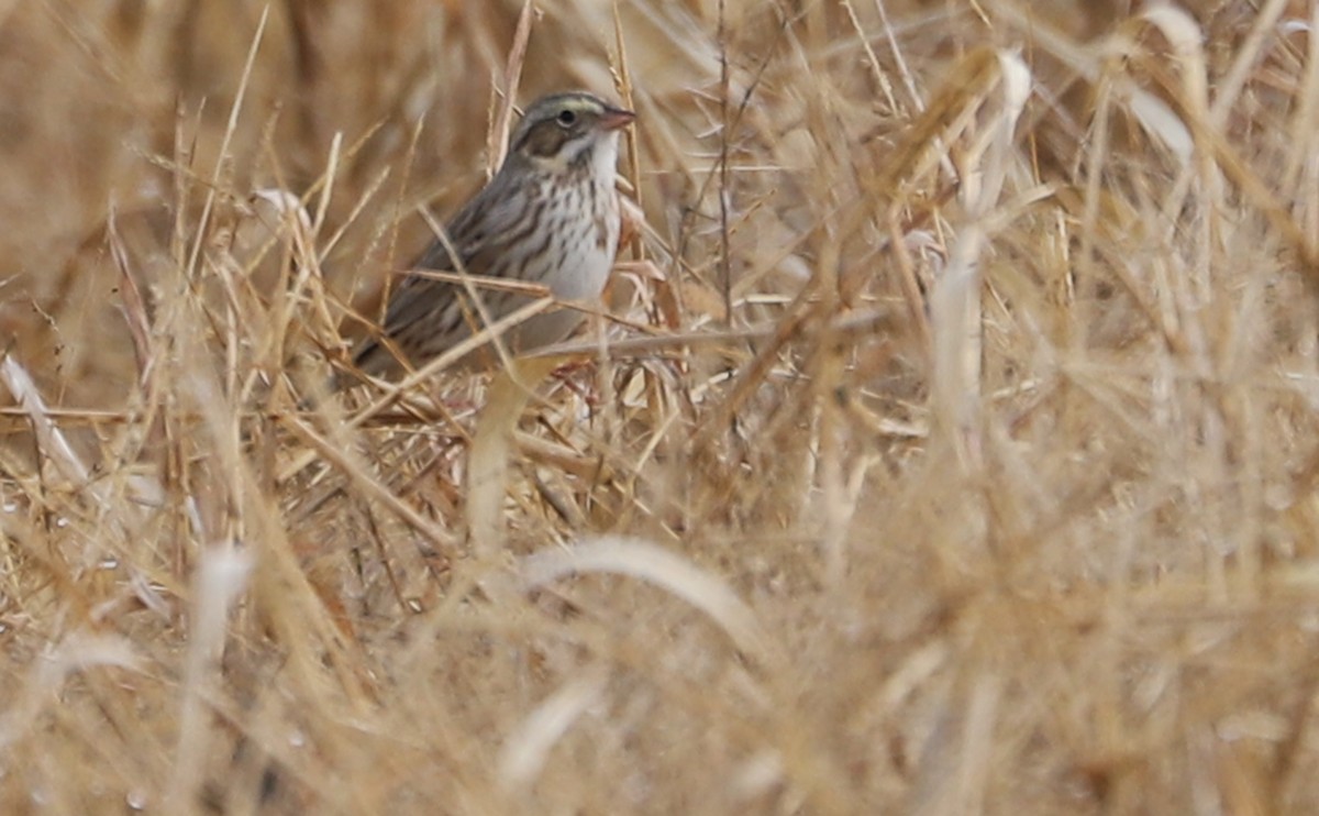 Savannah Sparrow (Ipswich) - ML646527152