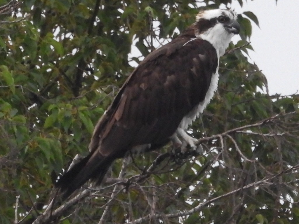 Osprey - ML646527153