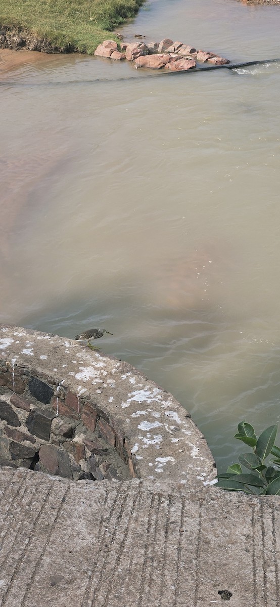 Чапля індійська - ML646527154