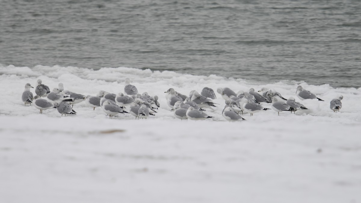 Ring-billed Gull - ML646527155