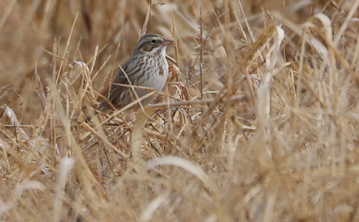 Savannah Sparrow (Ipswich) - ML646527156