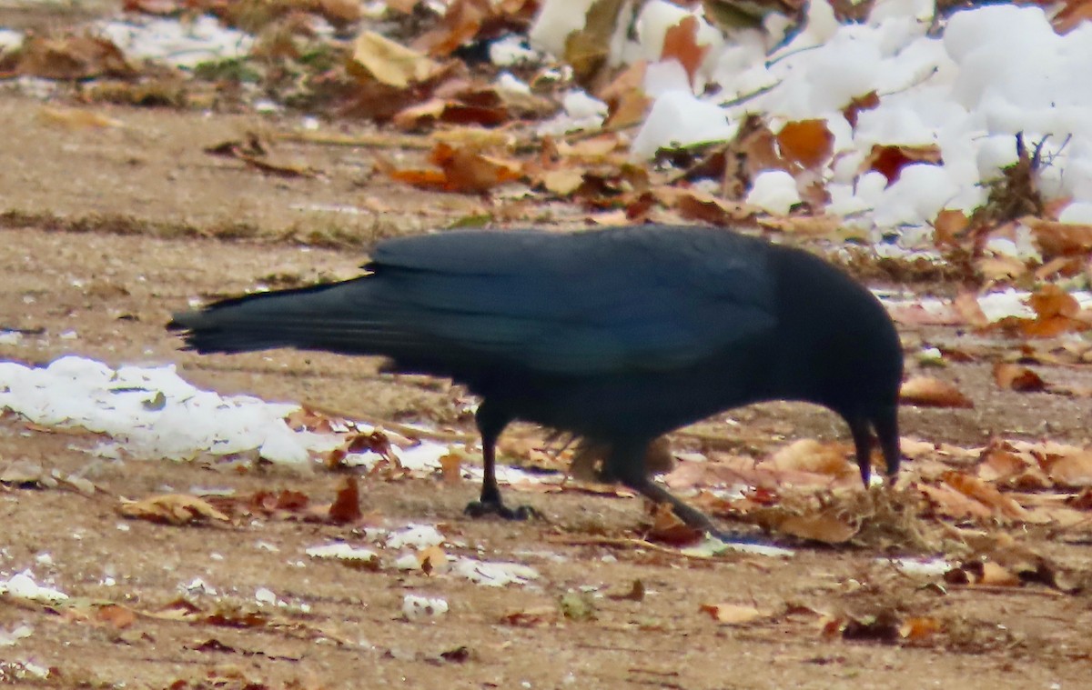 American Crow - ML646527157