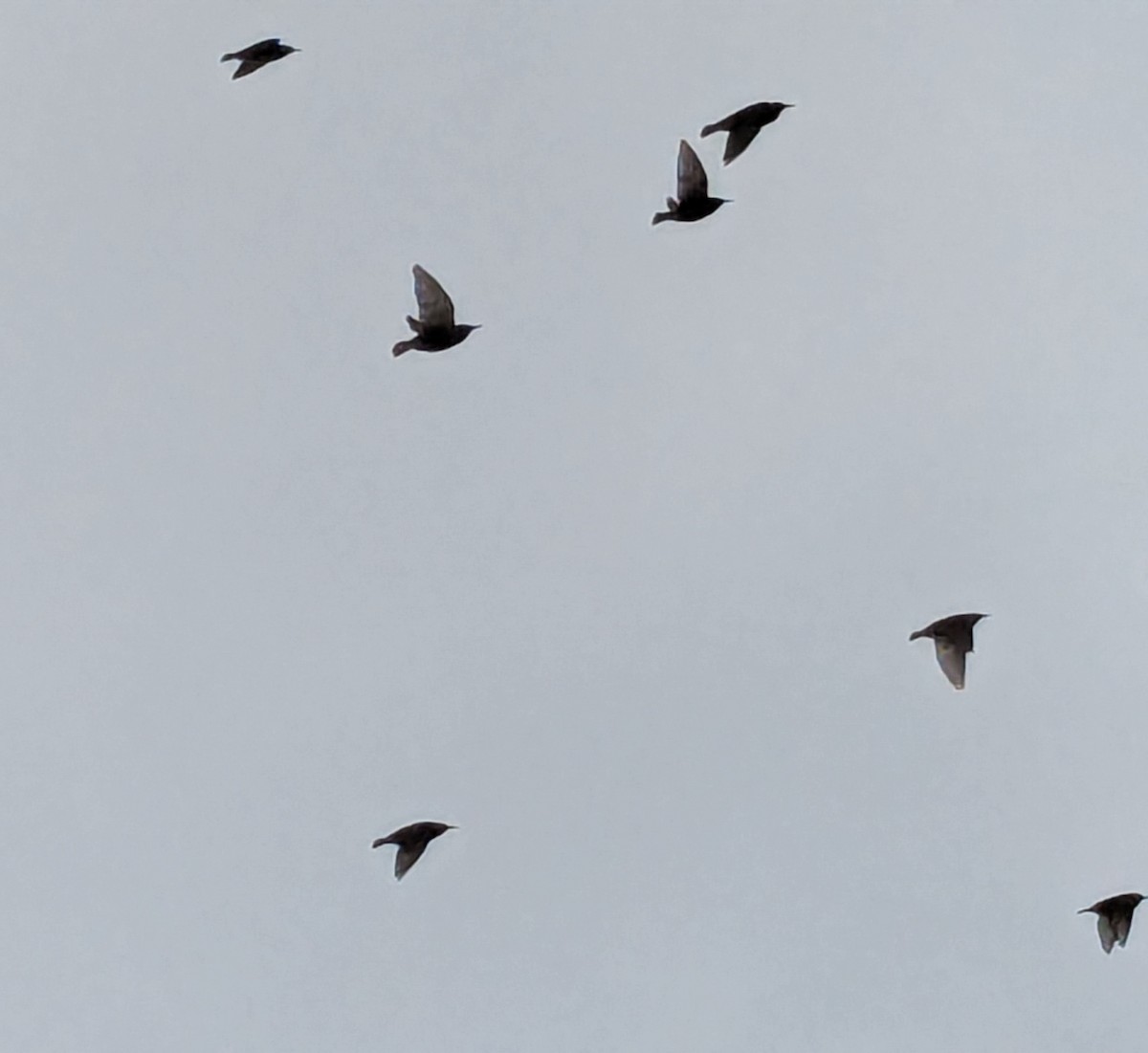 歐洲椋鳥 - ML646527158