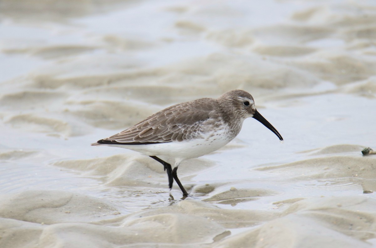 Побережник чорногрудий - ML646527162