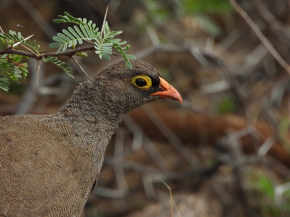Red-billed Spurfowl - ML646527164