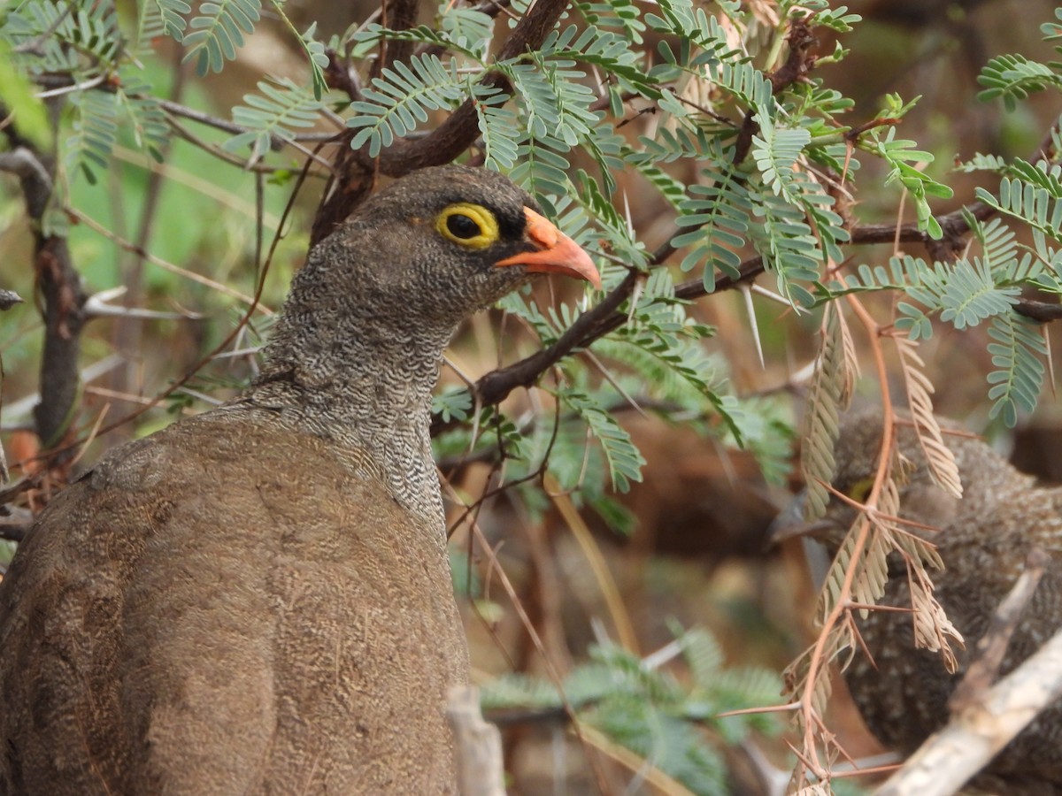 Red-billed Spurfowl - ML646527165