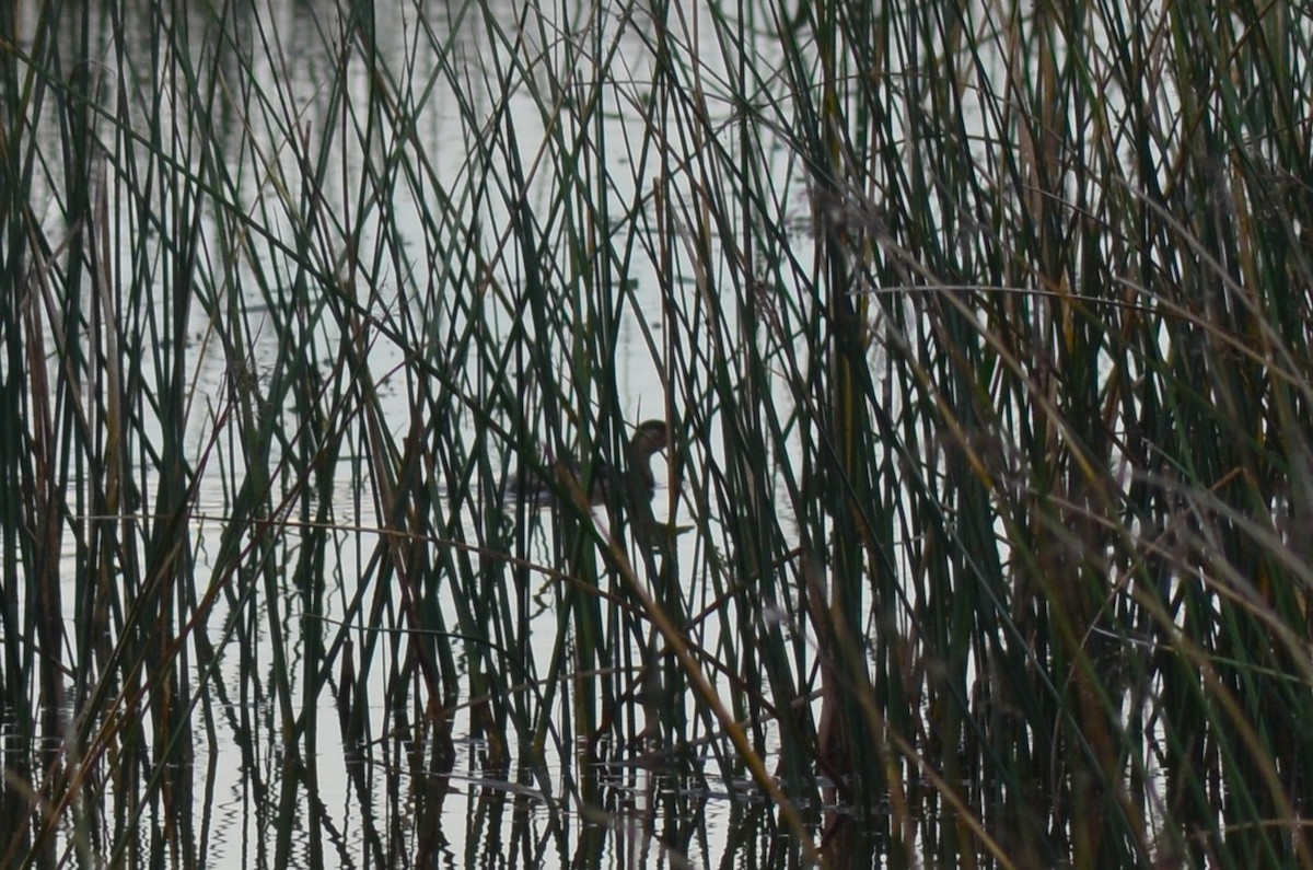 カイツブリ - ML646527170