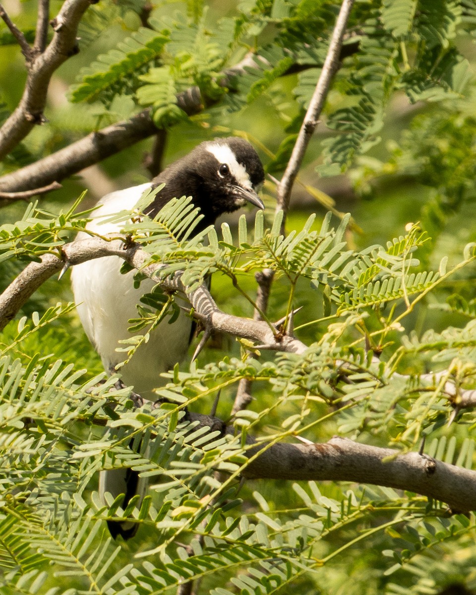 White-browed Wagtail - ML646527171