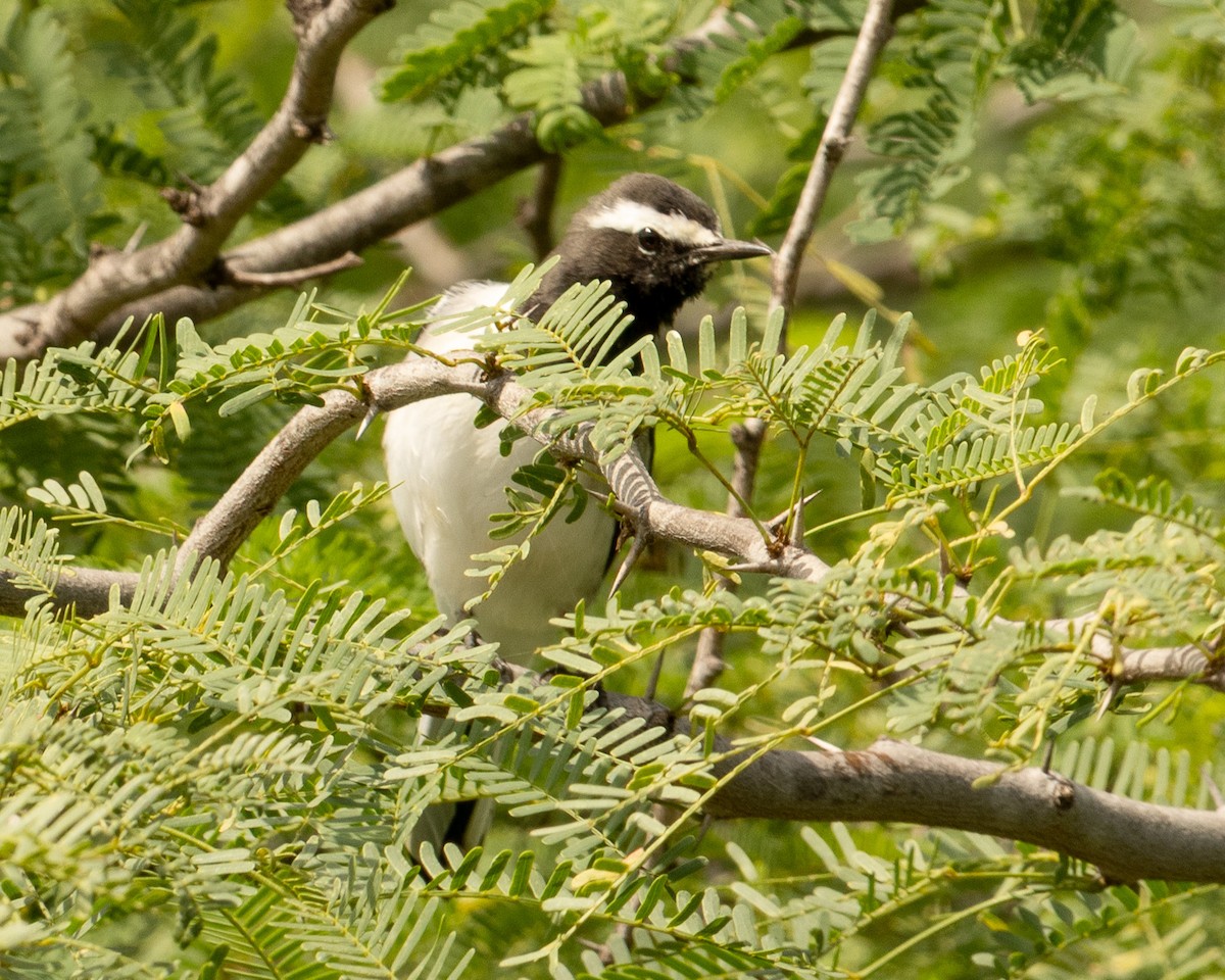 White-browed Wagtail - ML646527172