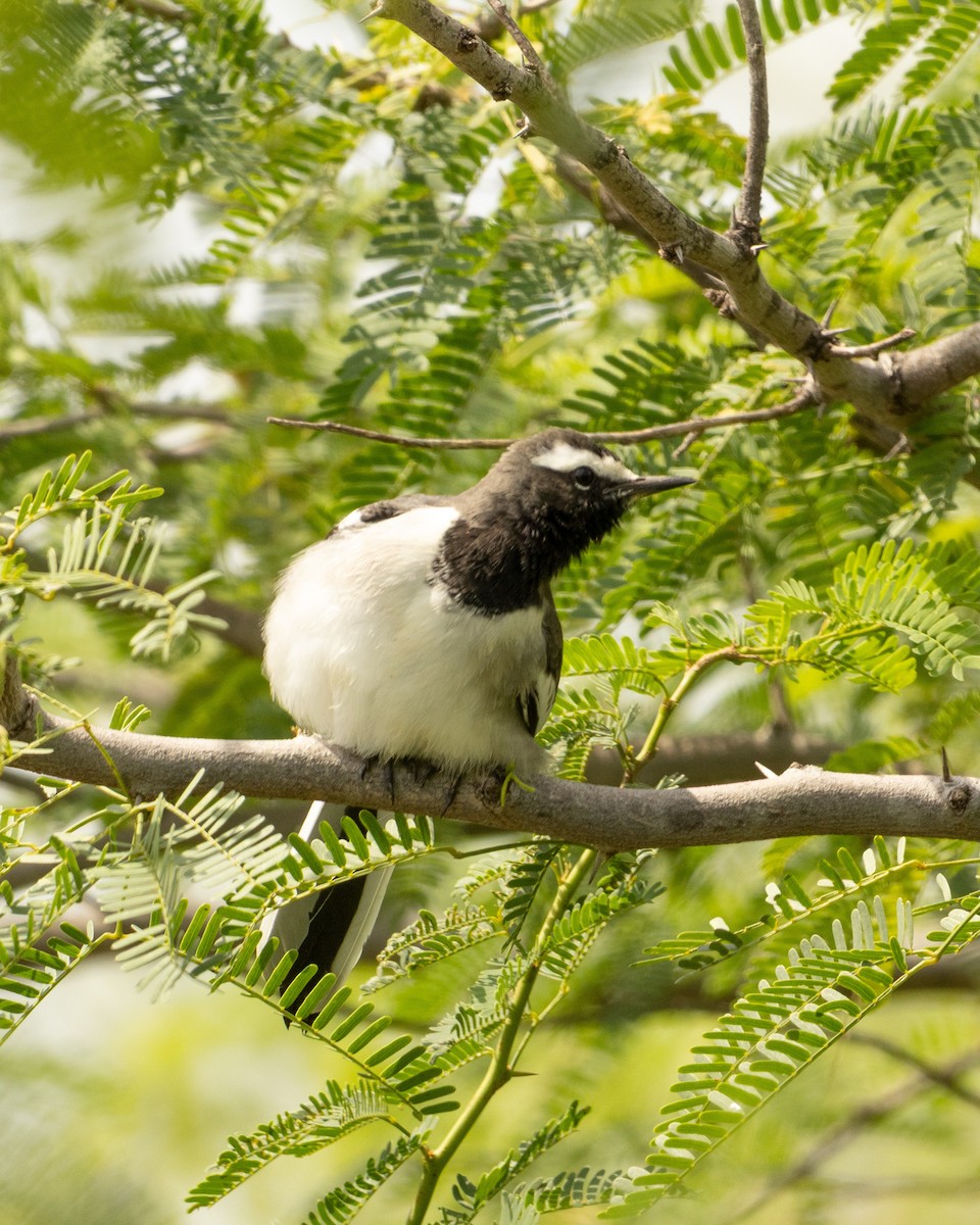 White-browed Wagtail - ML646527173