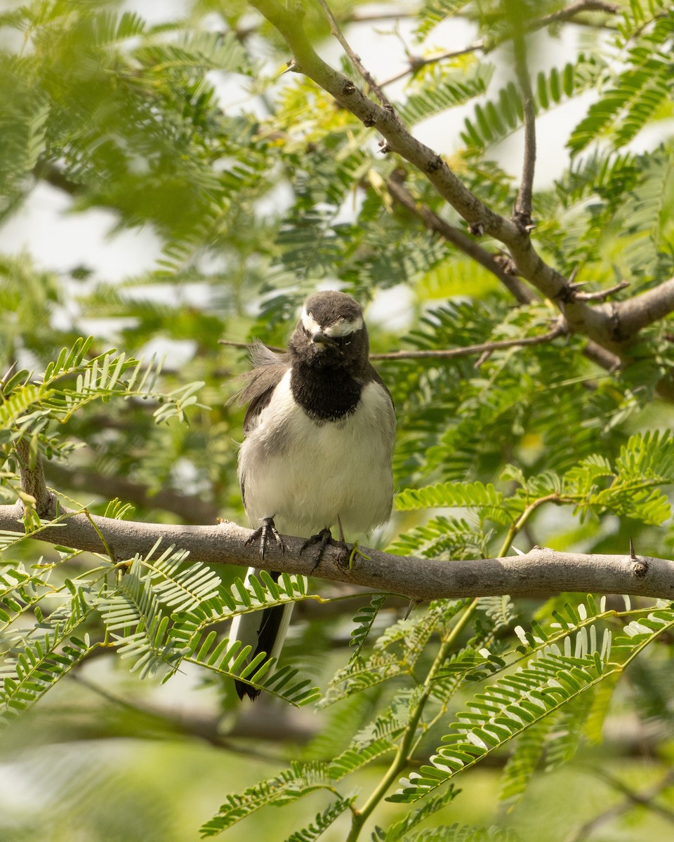 White-browed Wagtail - ML646527174