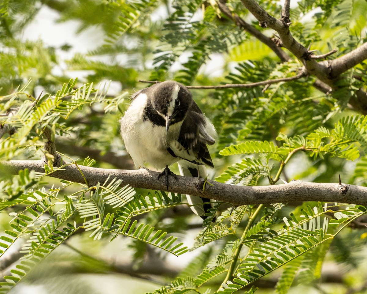 White-browed Wagtail - ML646527175
