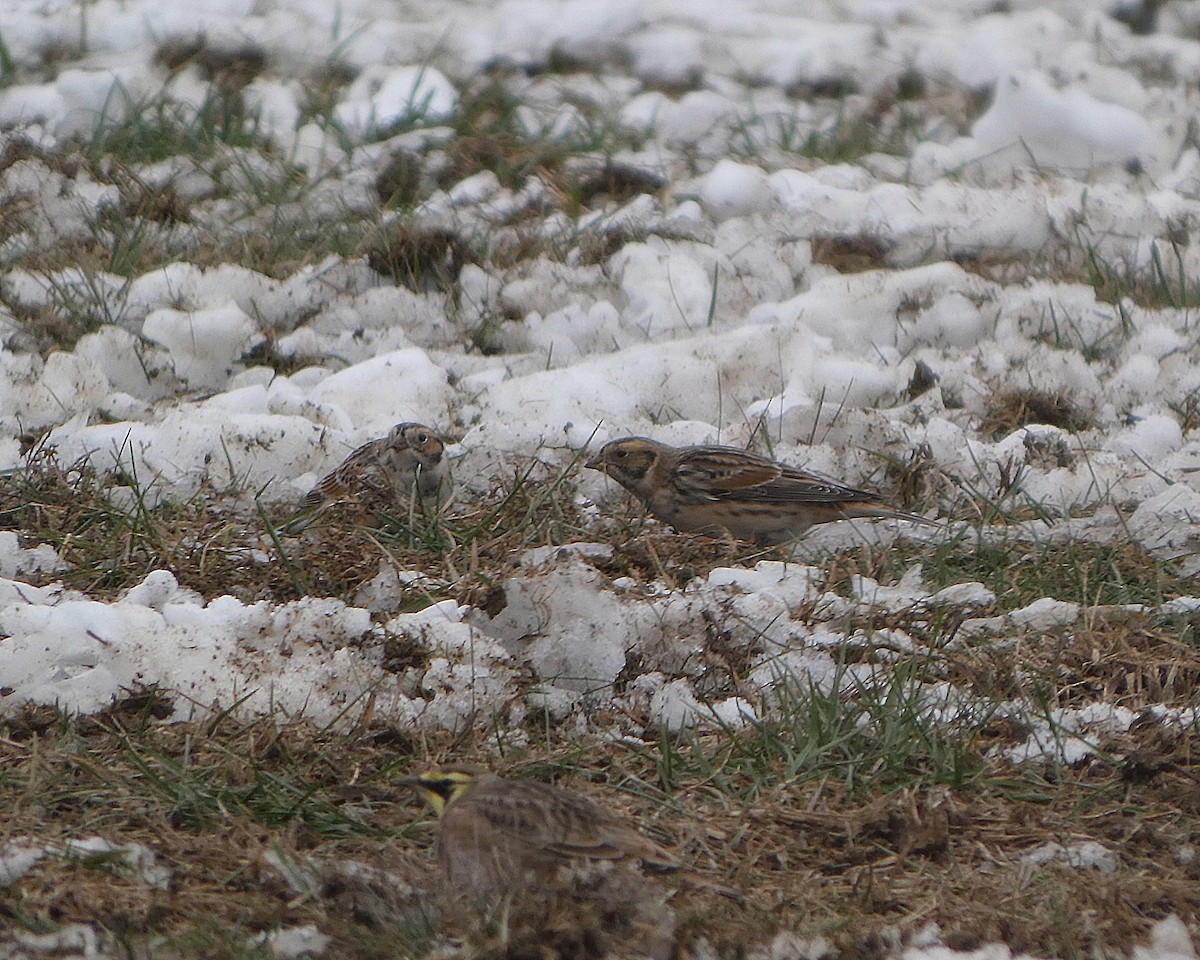 lappspurv - ML646527176