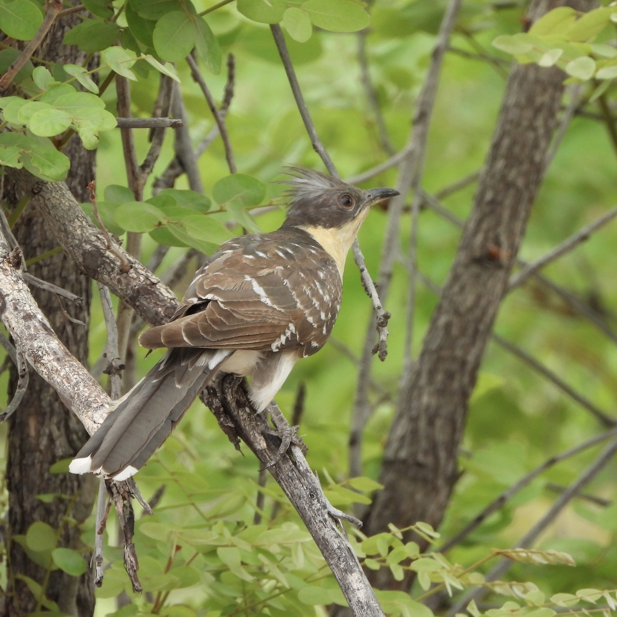 קוקיה מצויצת - ML646527178