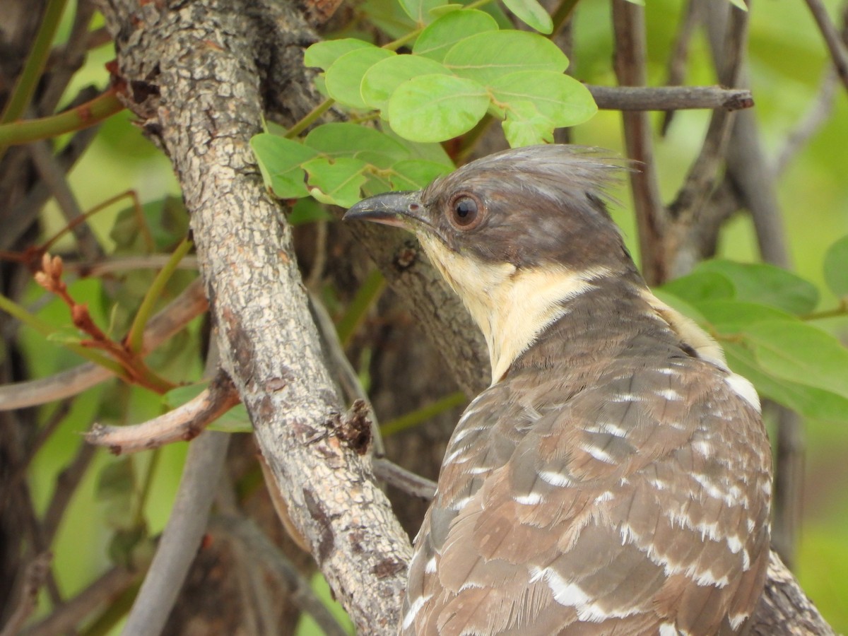 קוקיה מצויצת - ML646527179