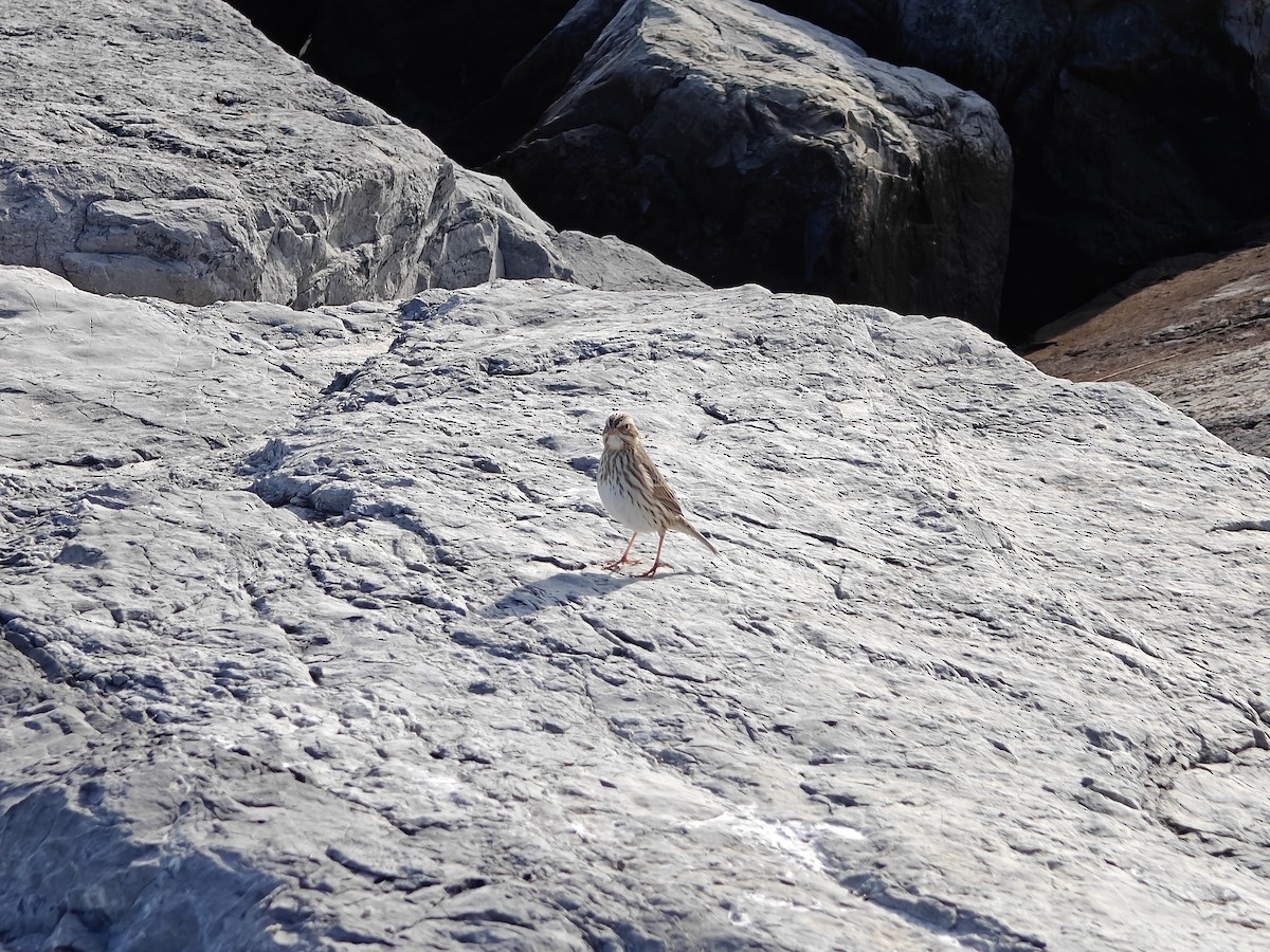 Savannah Sparrow (Ipswich) - ML646527180