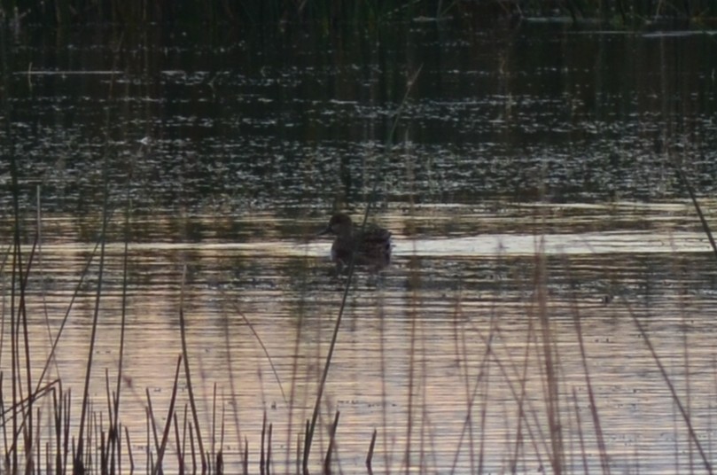 コガモ - ML646527181