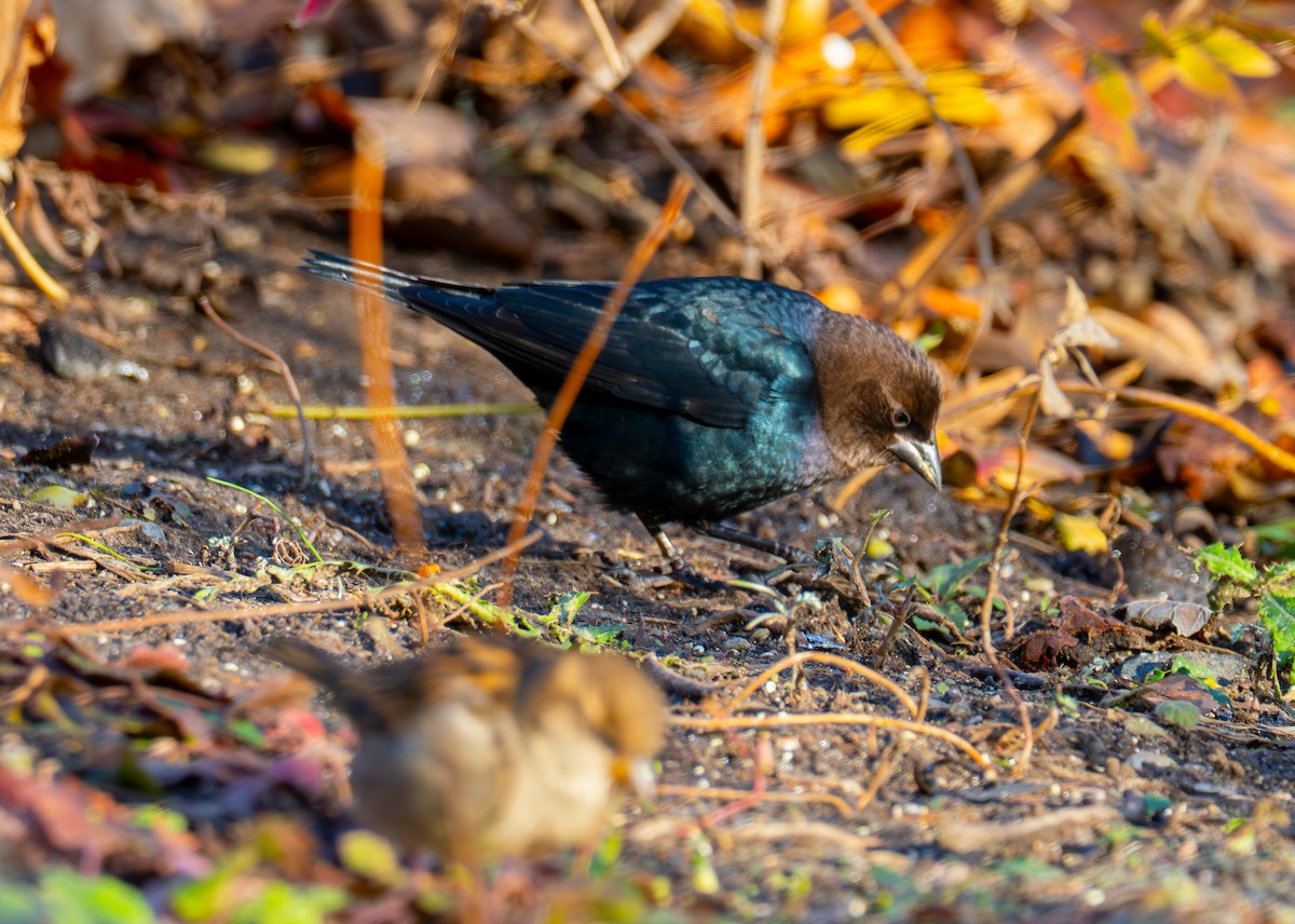 Brown-headed Cowbird - ML646527184