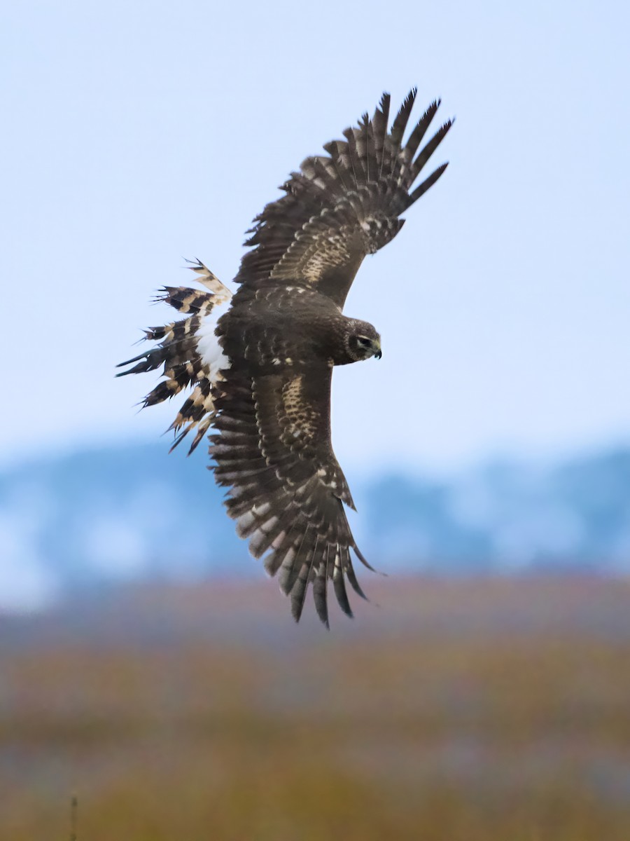 Northern Harrier - ML646527185