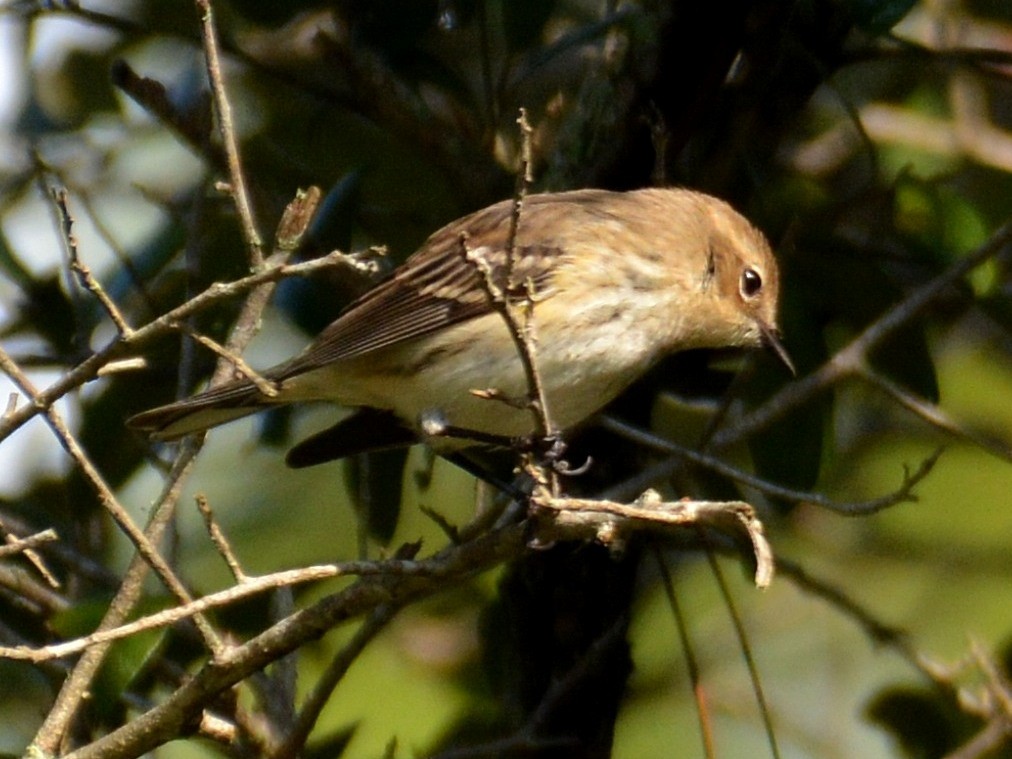 Пісняр-лісовик жовтогузий - ML646527209