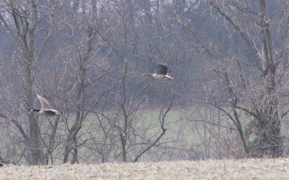 Greater White-fronted Goose - ML646527210