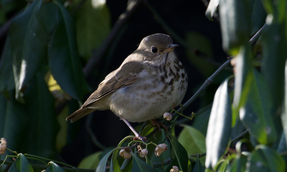 Hermit Thrush - ML646527211