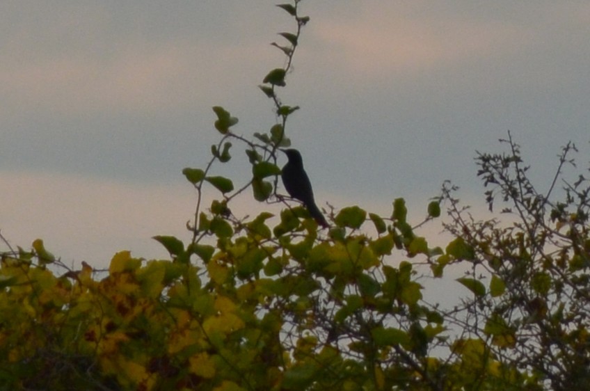 ニシクロウタドリ - ML646527216