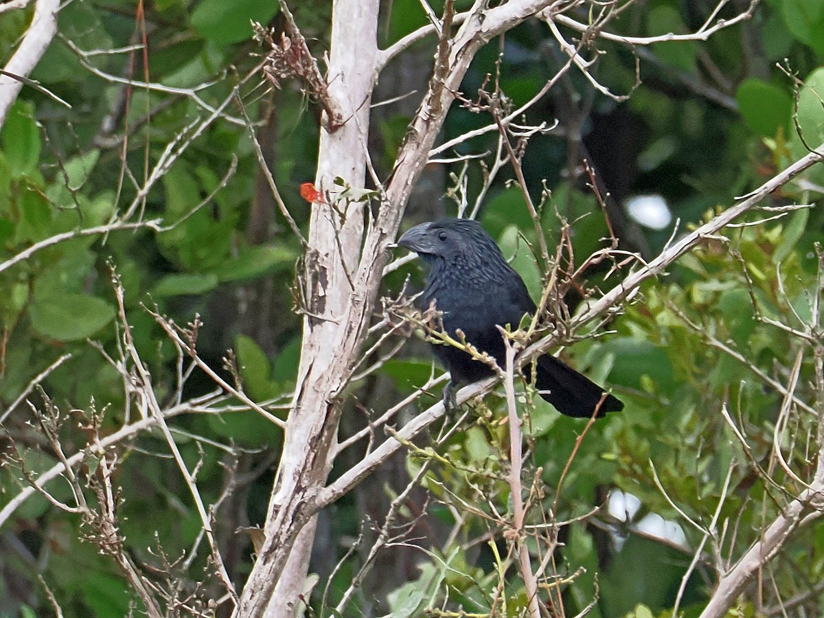 Groove-billed Ani - ML646527223