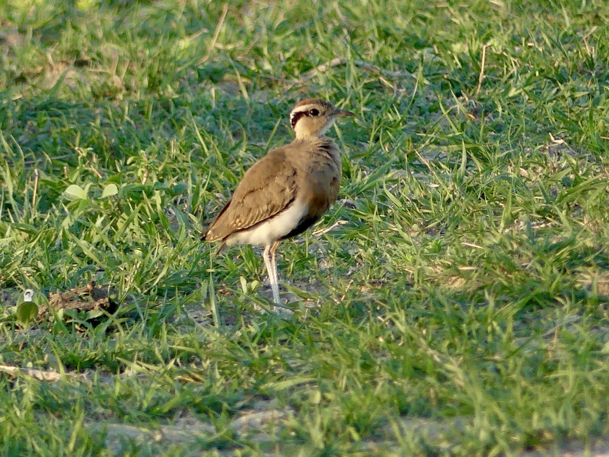 Temminck's Courser - ML646527224