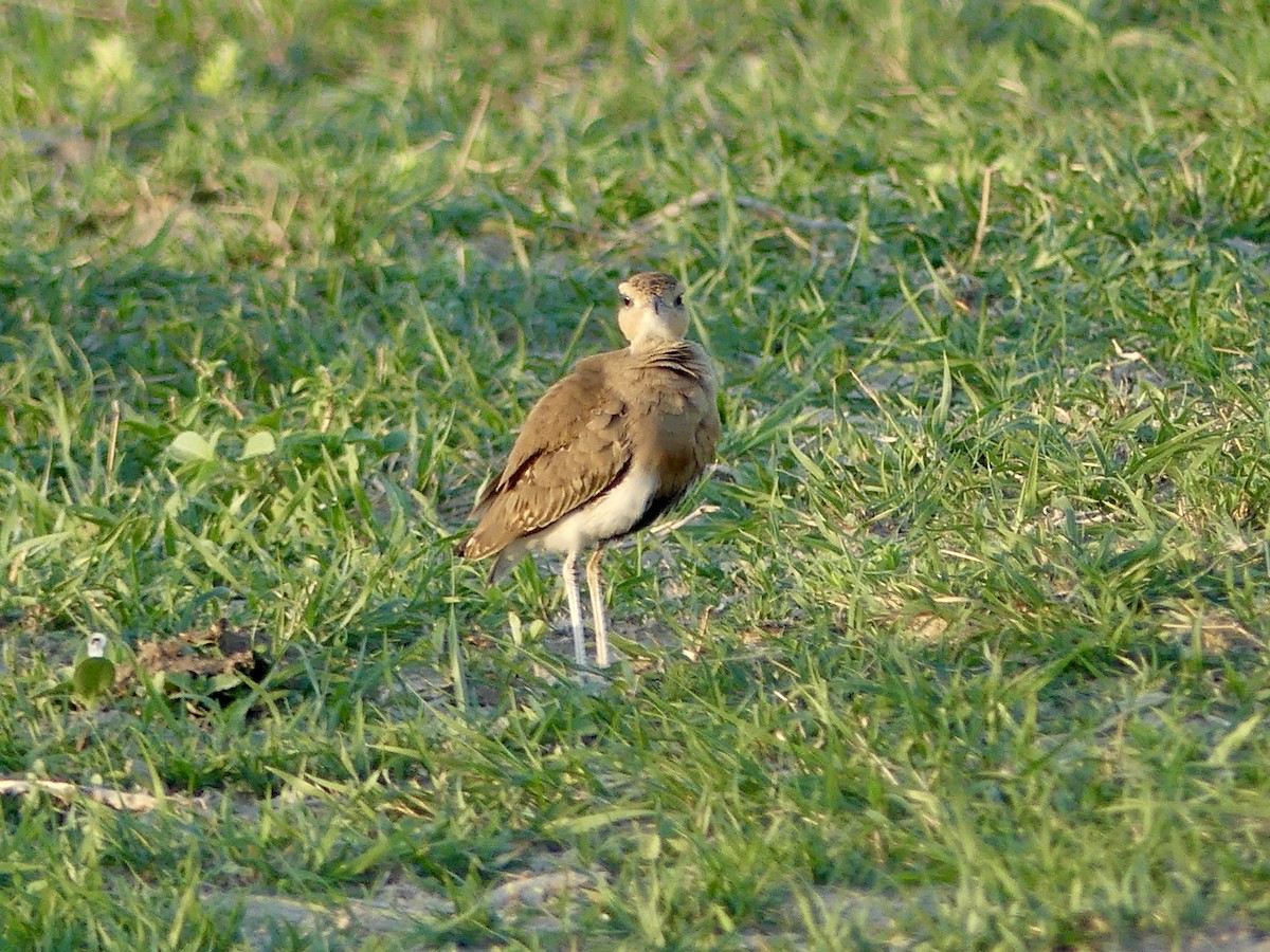 Temminck's Courser - ML646527225