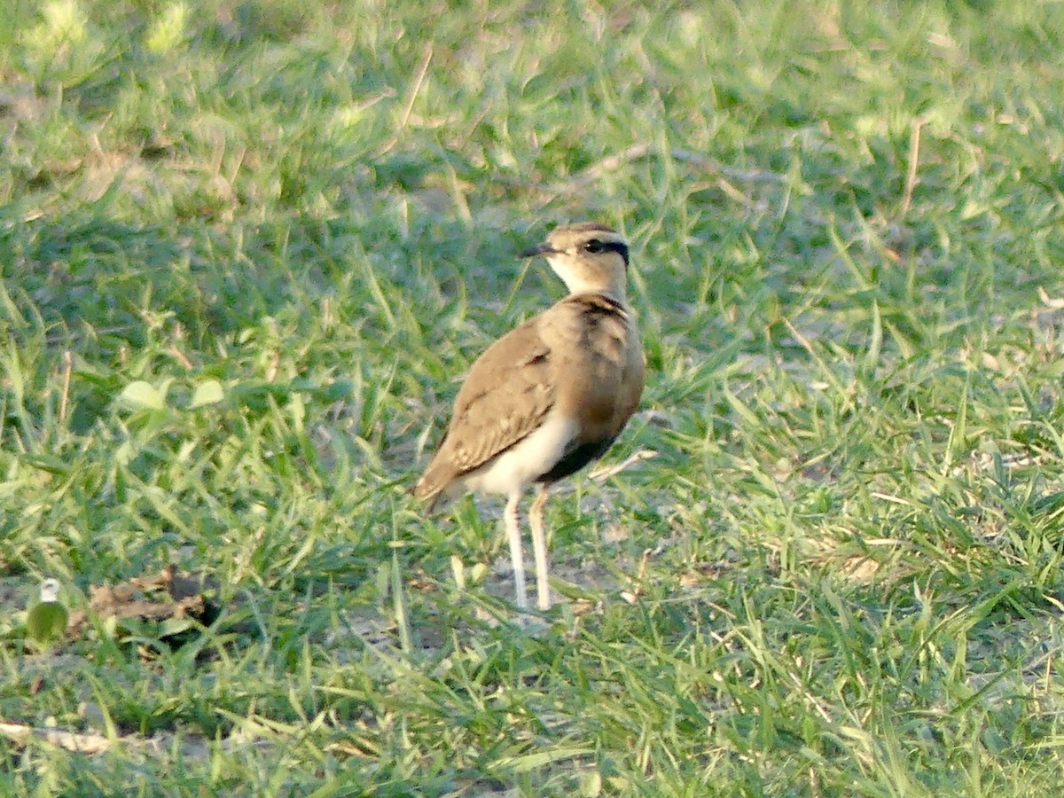 Temminck's Courser - ML646527226