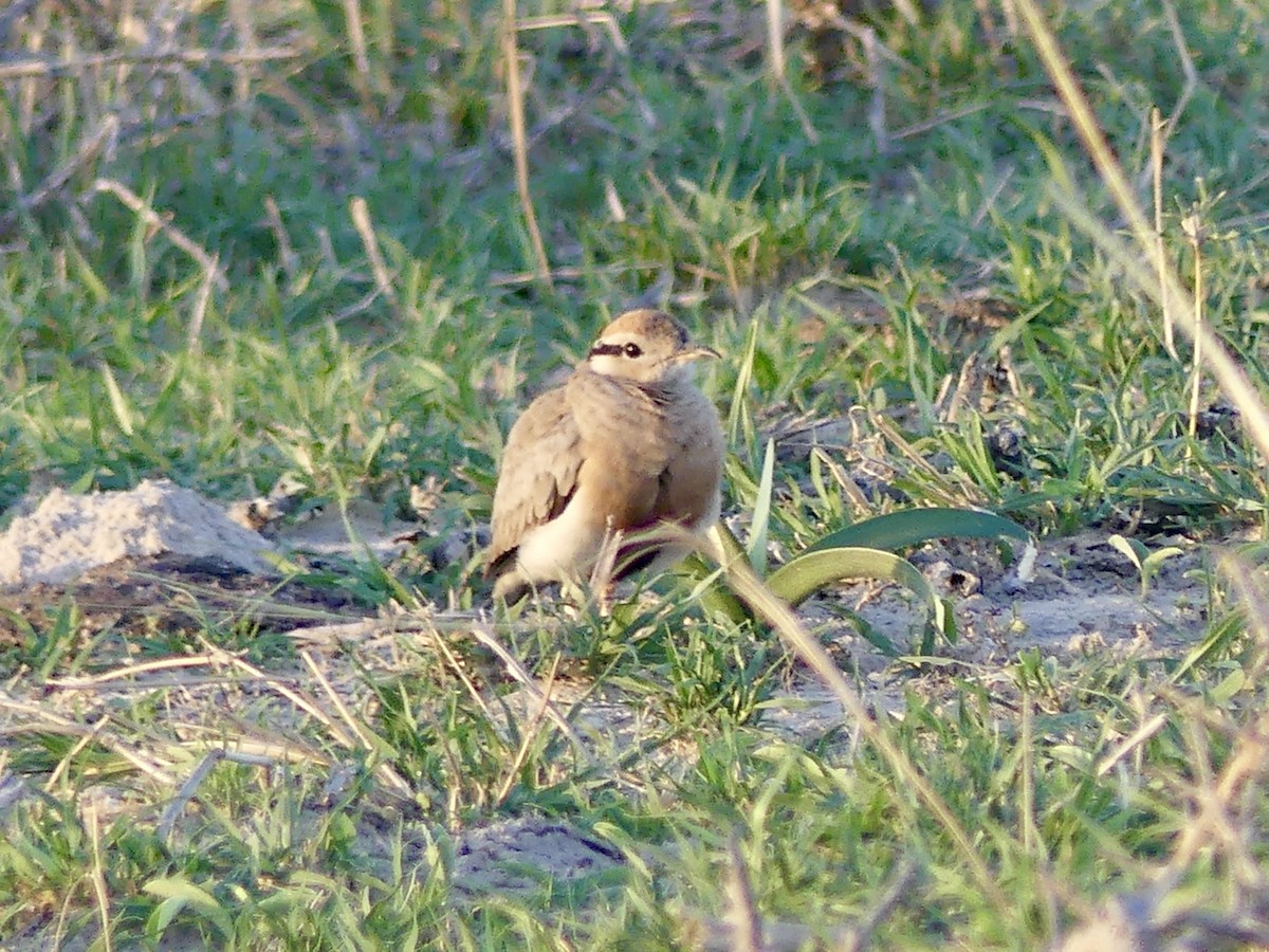 Temminck's Courser - ML646527227