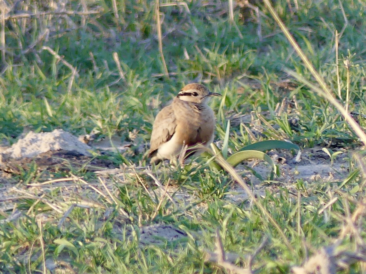 Temminck's Courser - ML646527229