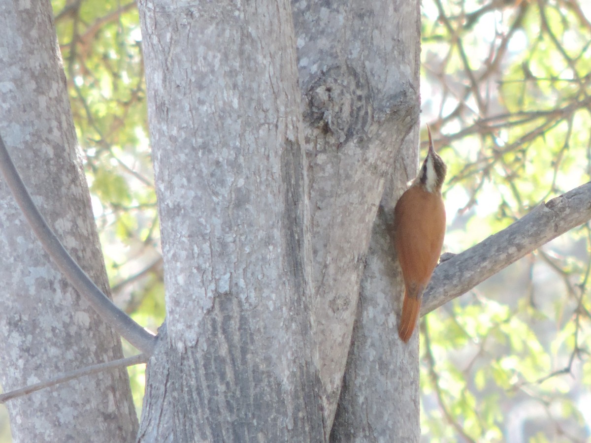 Narrow-billed Woodcreeper - ML646527234