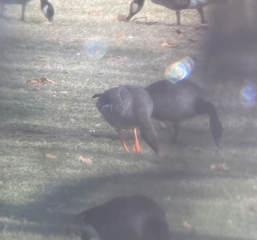 Гуменник тундровий - ML646527236