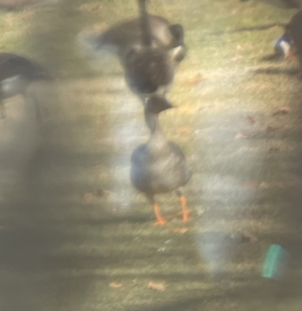 Гуменник тундровий - ML646527237