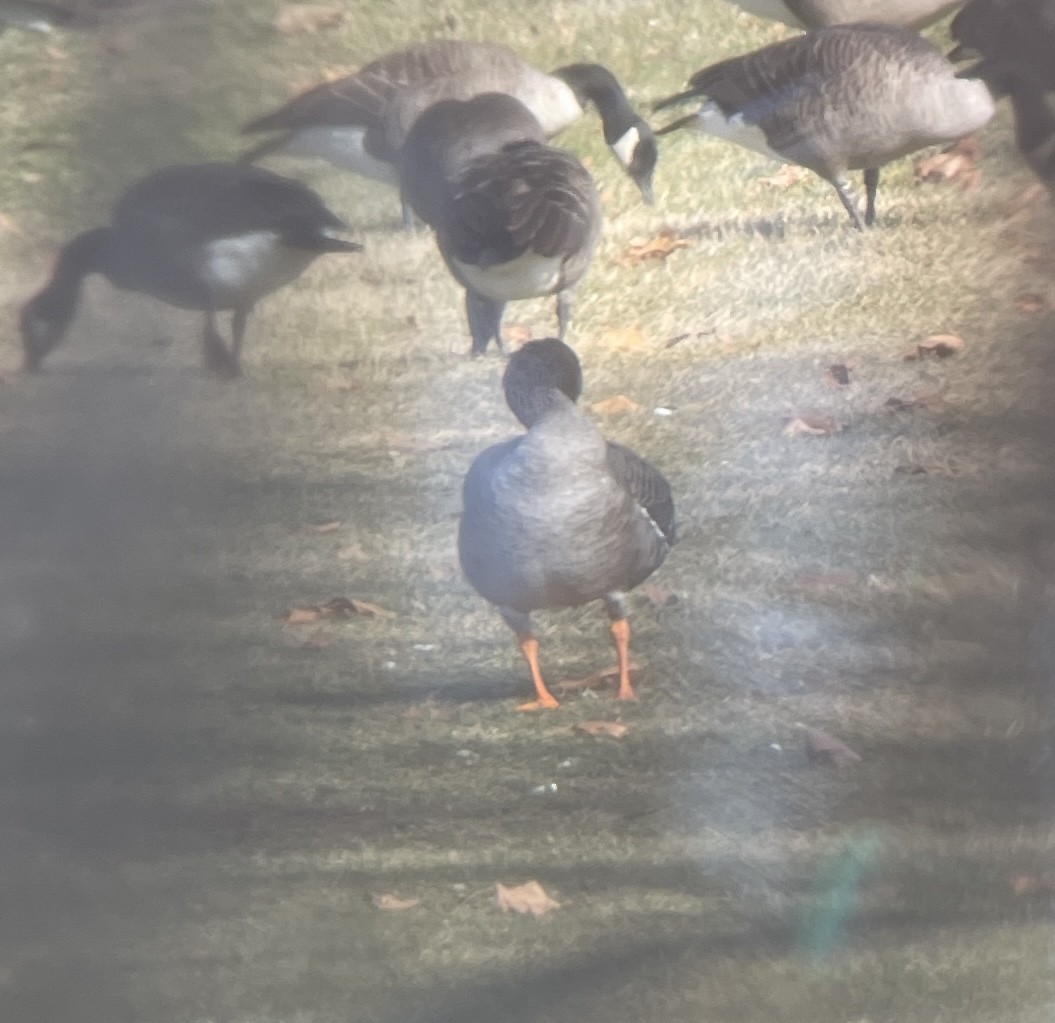 Гуменник тундровий - ML646527238