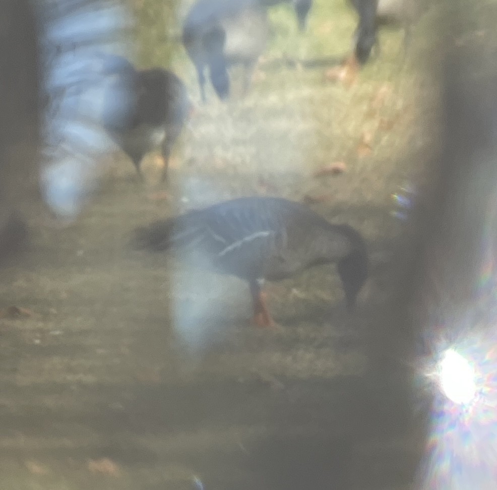 Гуменник тундровий - ML646527239