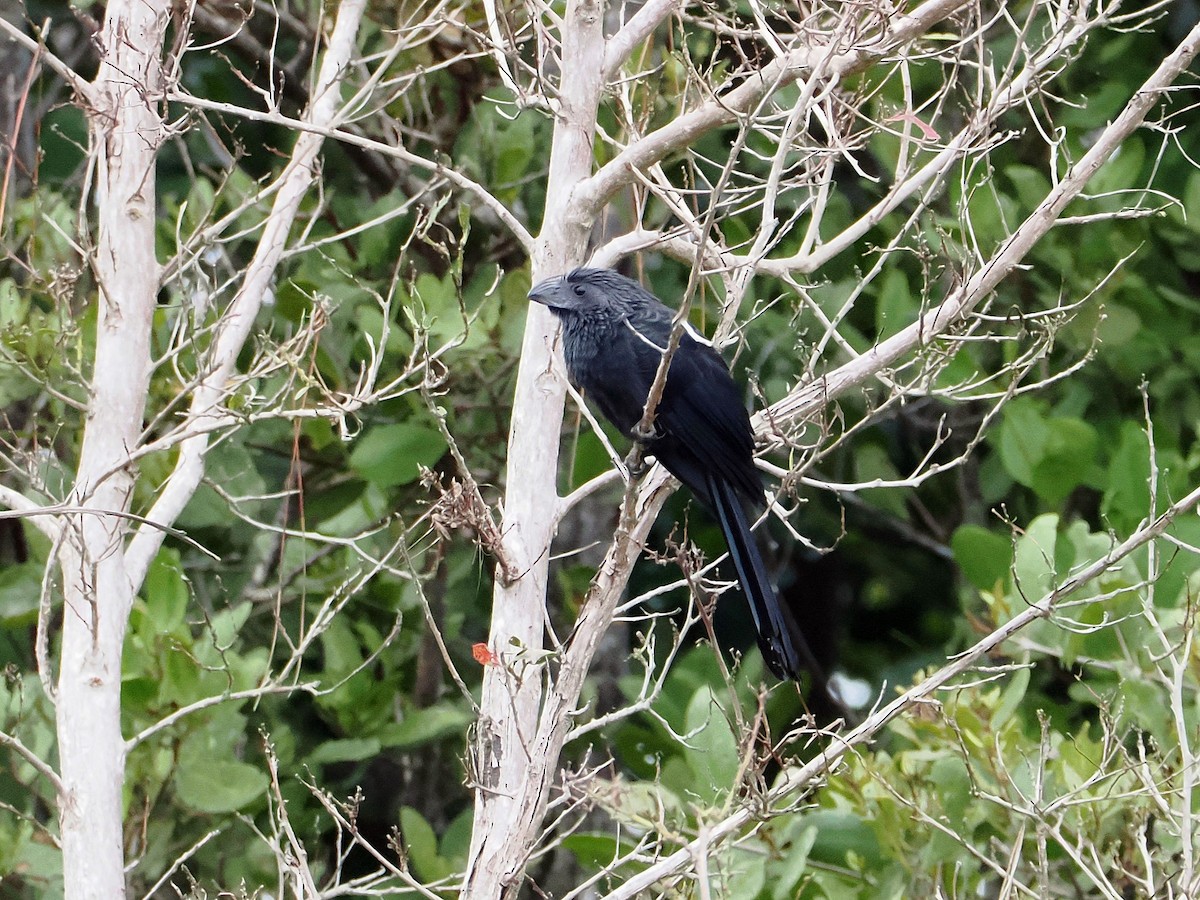 Groove-billed Ani - ML646527240