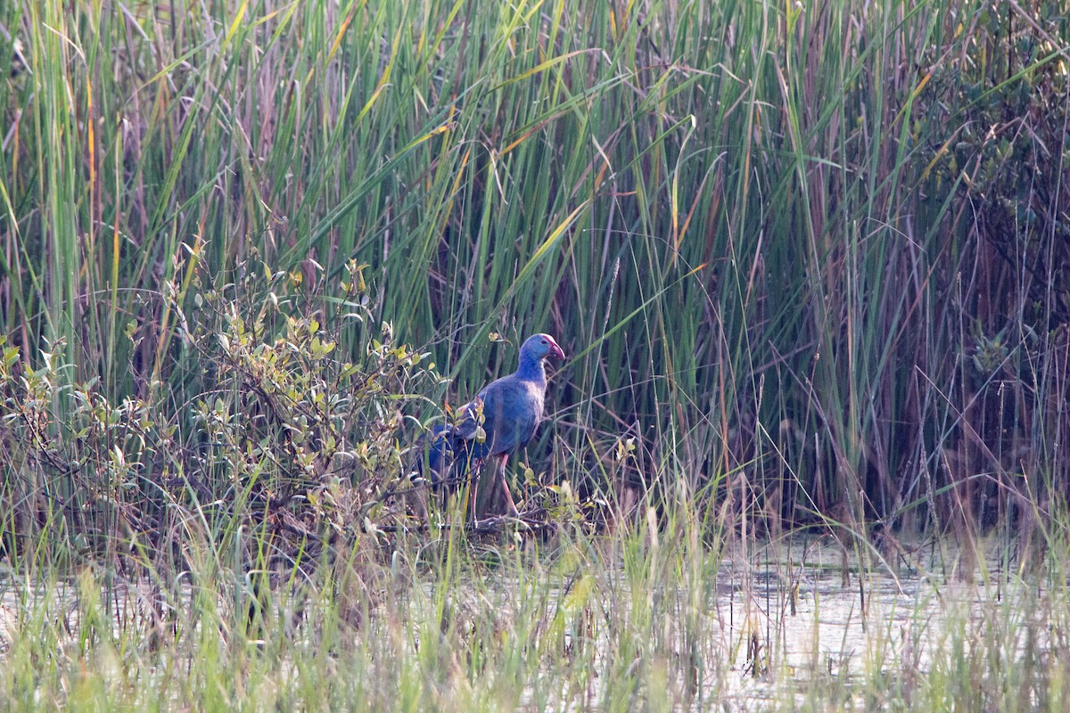 Uroilo urdin burugrisa - ML646527241