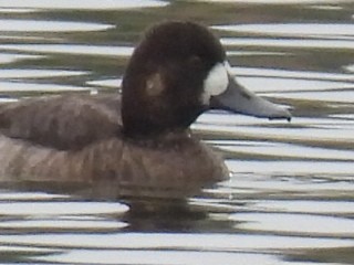 Тэнгисийн шумбуур - ML646527242