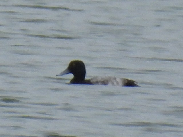 Тэнгисийн шумбуур - ML646527243