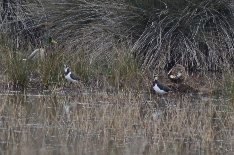 タゲリ - ML646527247