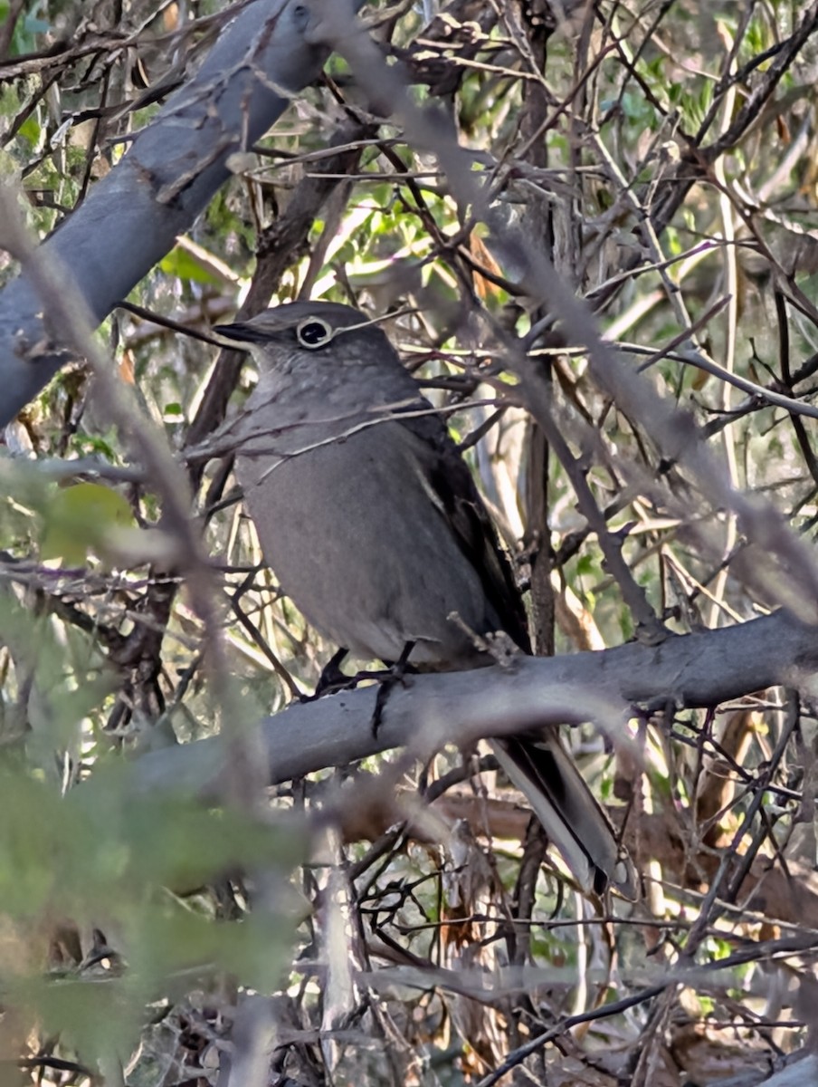 ハエトリツグミ - ML646527252