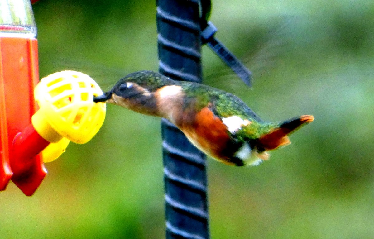 エリマキチビハチドリ - ML646527274